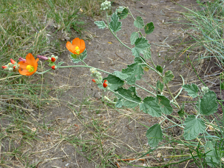 Curly-edged leaves