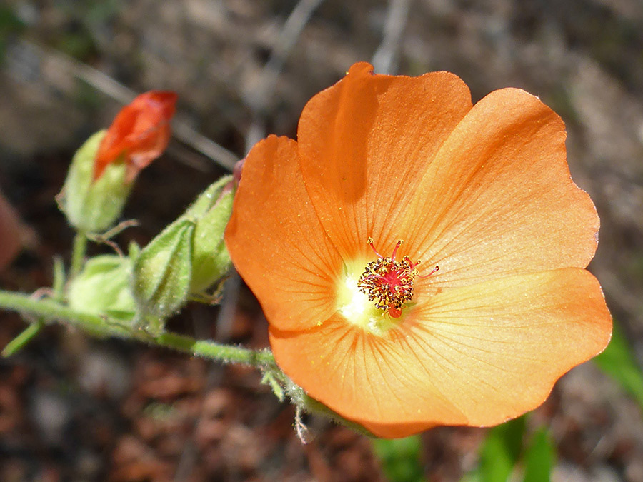 Orange flower