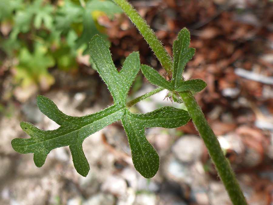 Lobed stem leaves