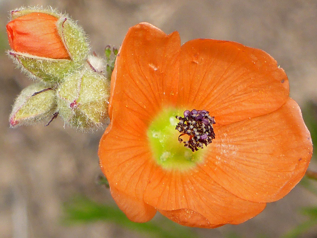 Buds and flower