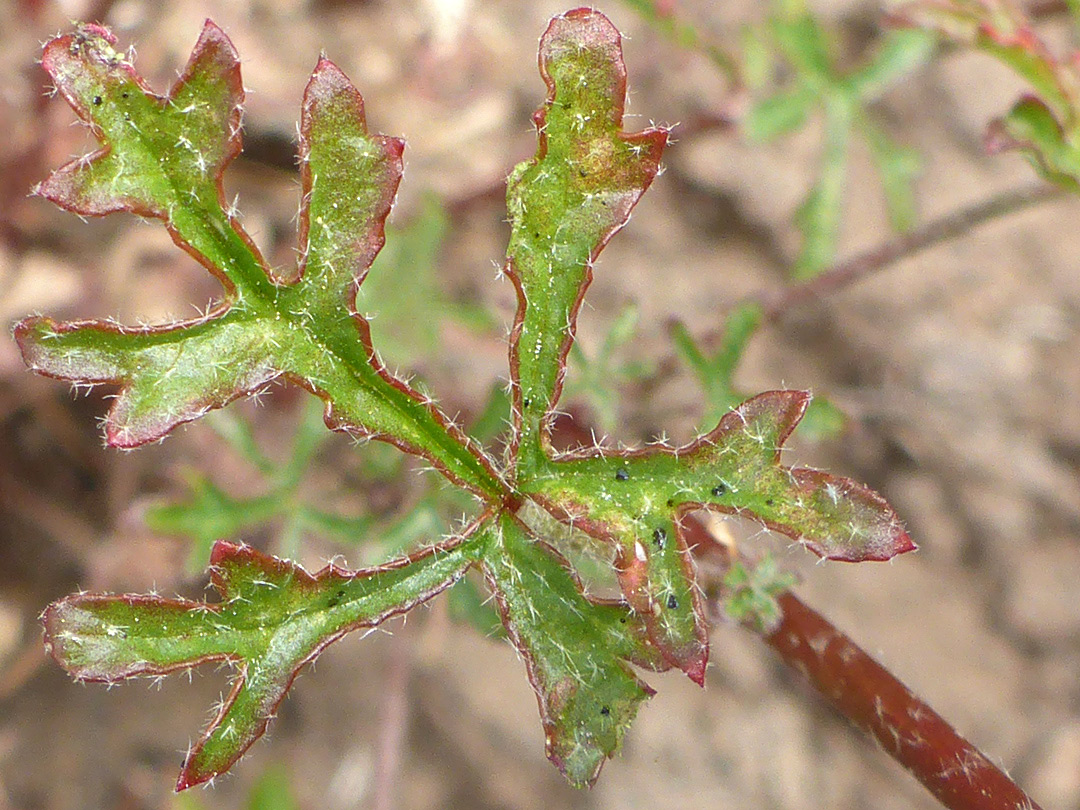 Stellate leaf hairs