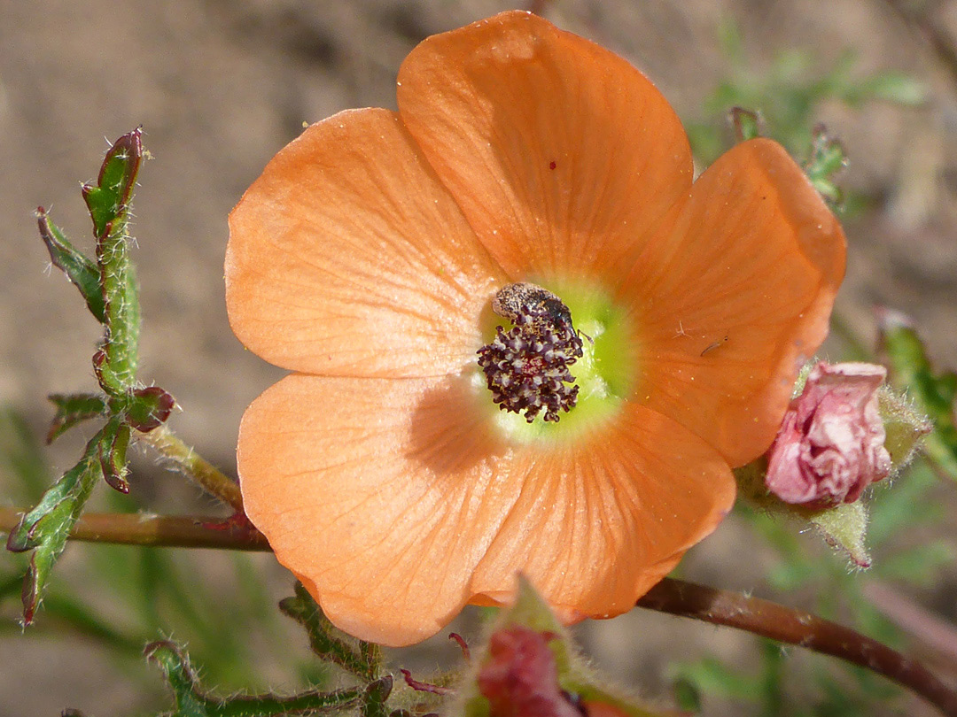 Cup-shaped flower