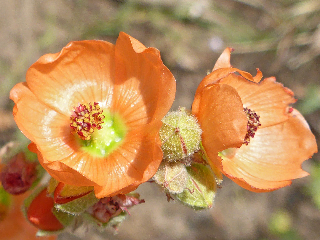 Two flowers