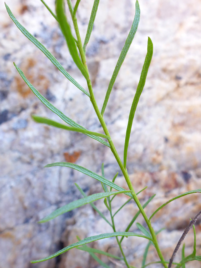 Linear leaves