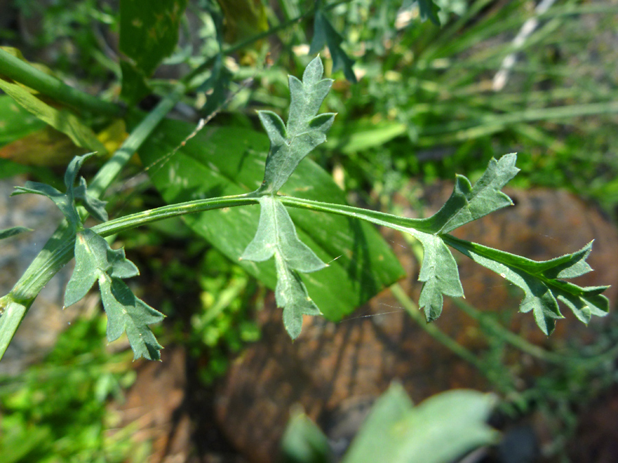 Pinnate leaf