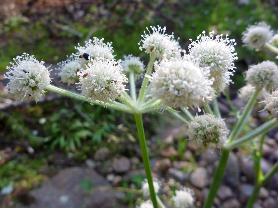 Compound umbels