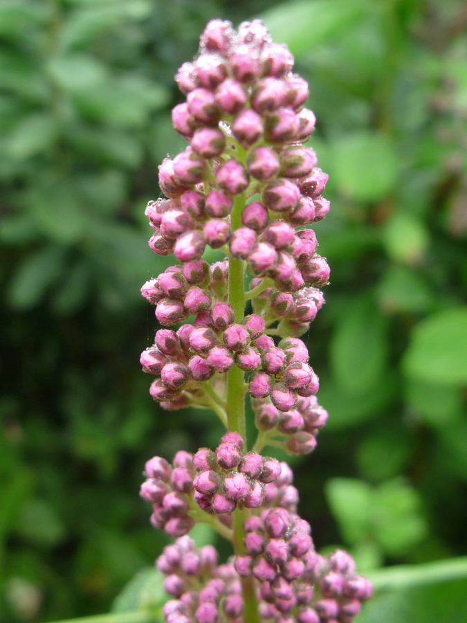 Pink buds