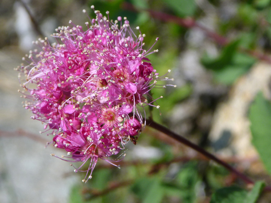 Spherical inflorescence