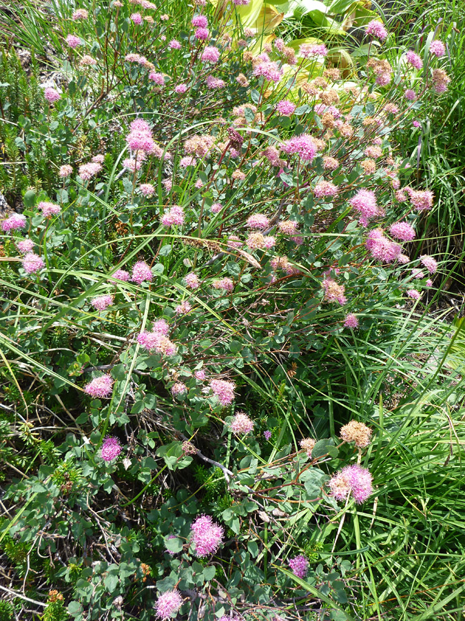 Many flower clusters