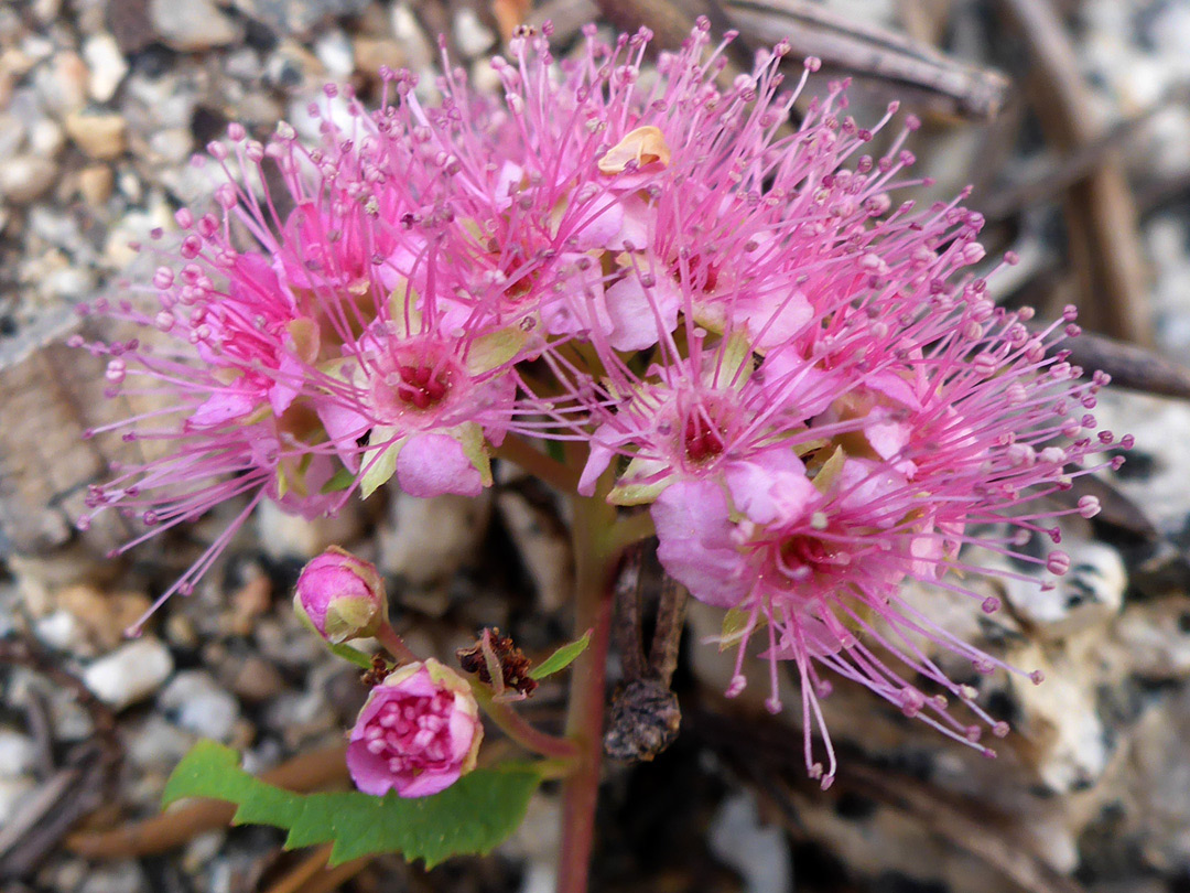 Exserted pink stamens