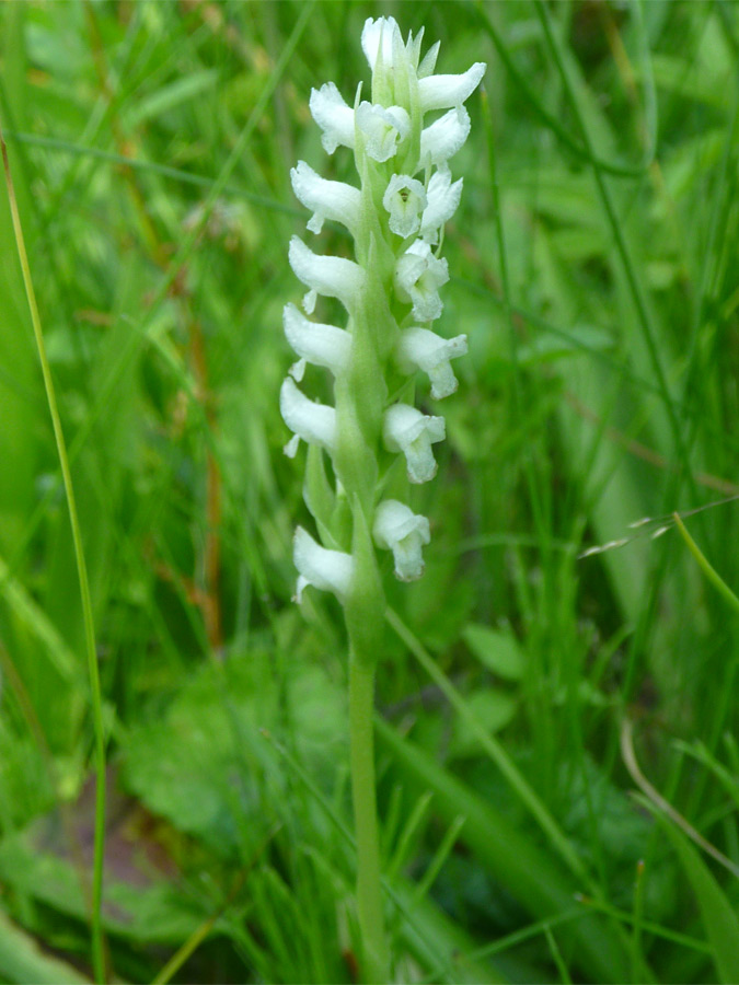 Flower spike