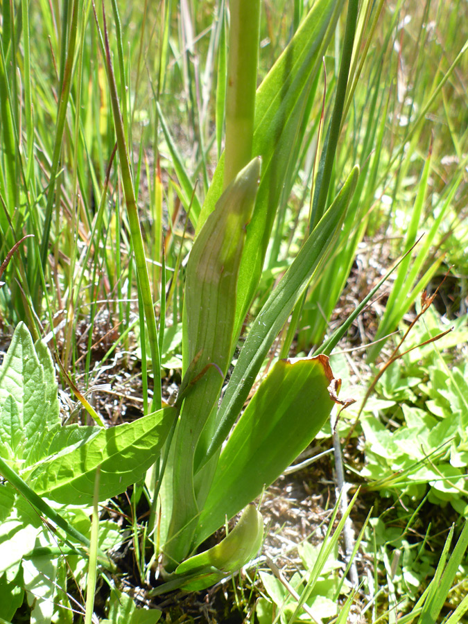 Stem and leaves