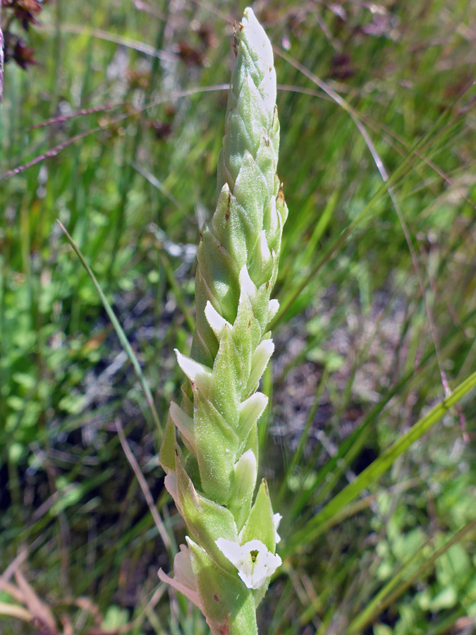 Flowers and buds