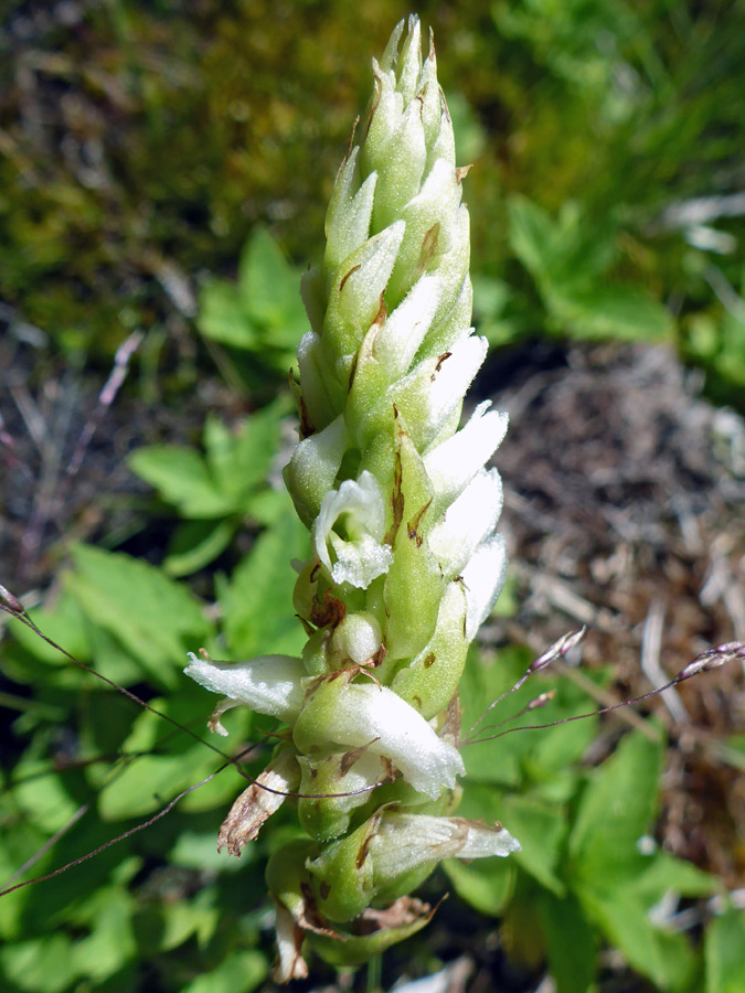 Developing flowers