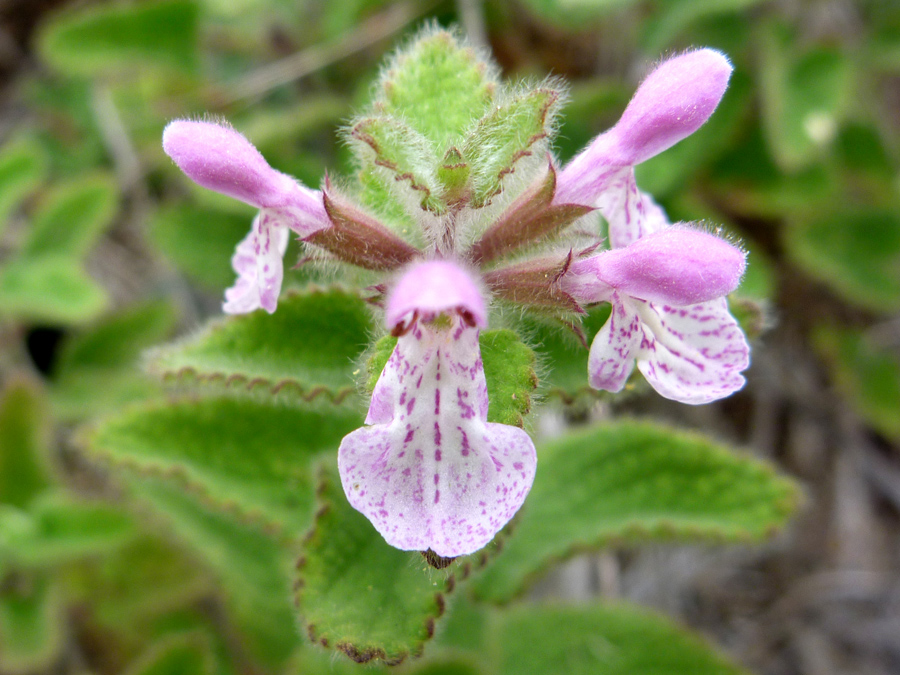 Pale pink flowers