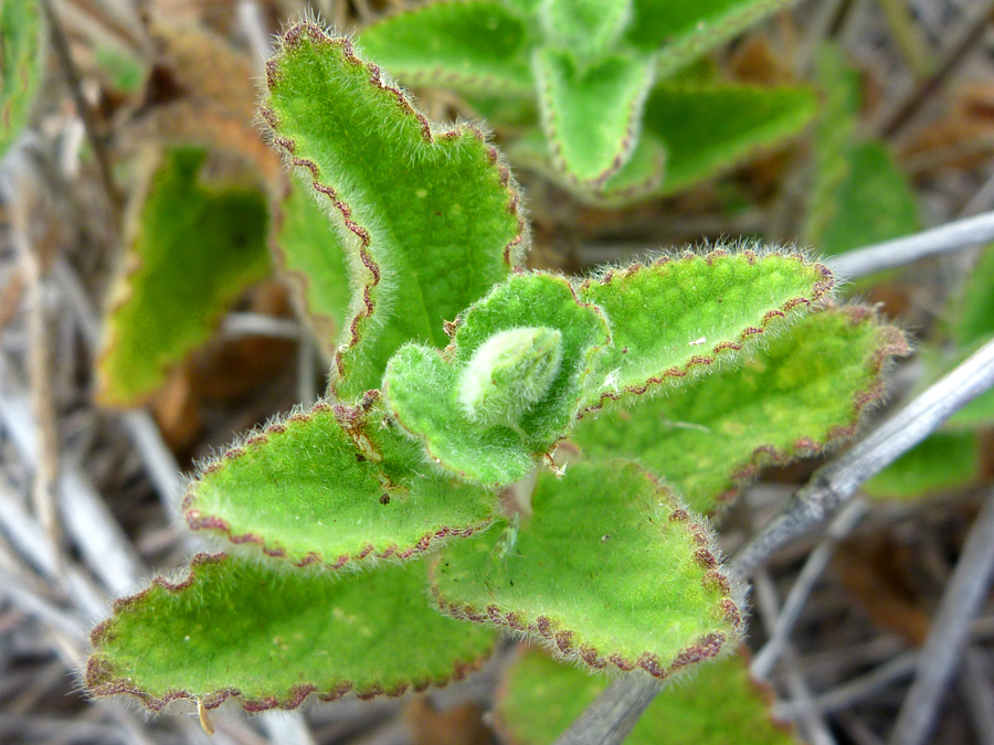 Red leaf edges