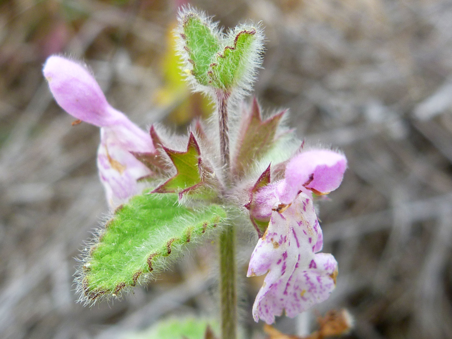 Hairy leaves and calyces