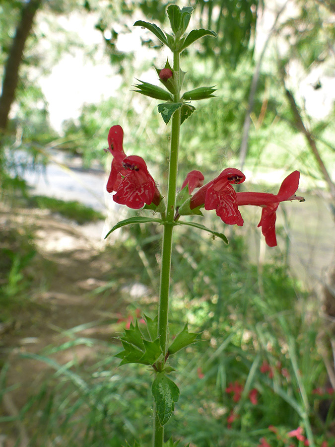 Upper stem