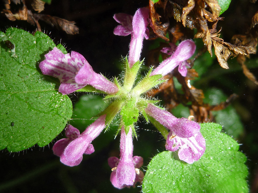 Symmetric flower cluster