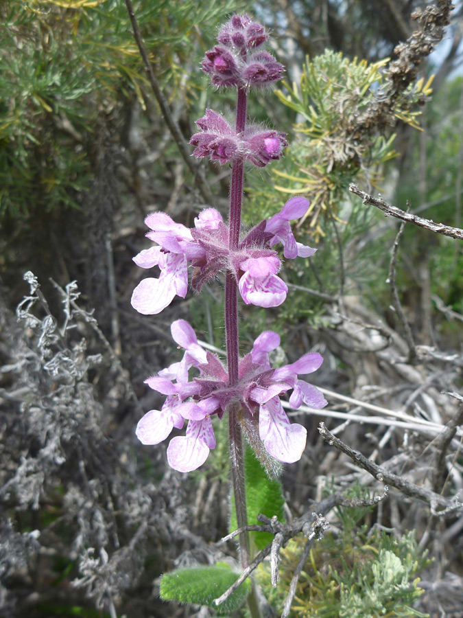 Flower spike