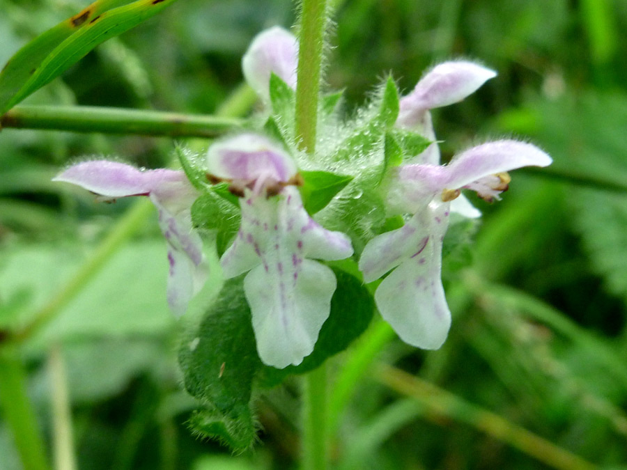 Whorled flowers