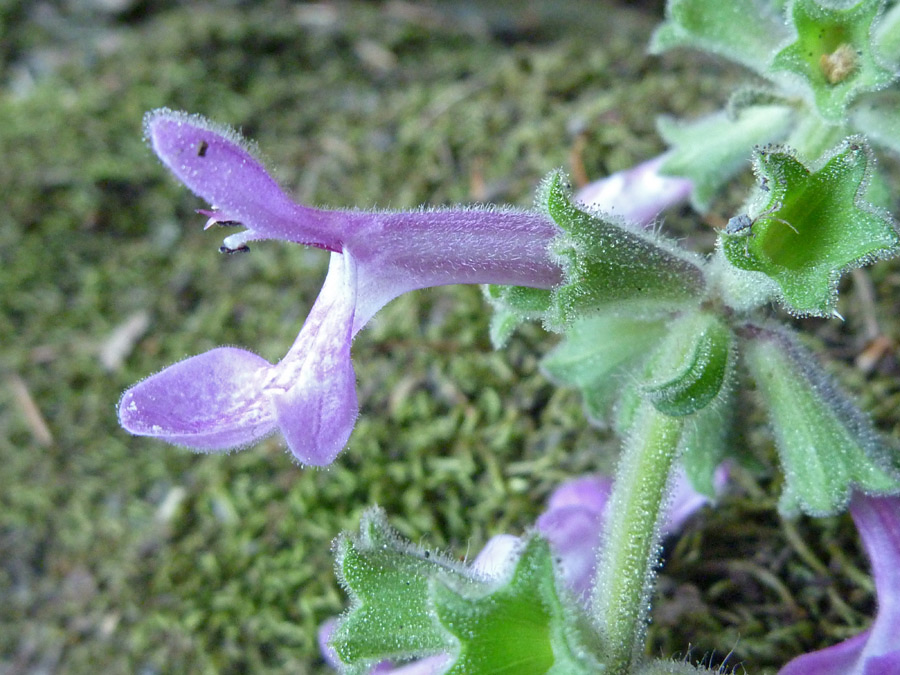 Flower and calyx