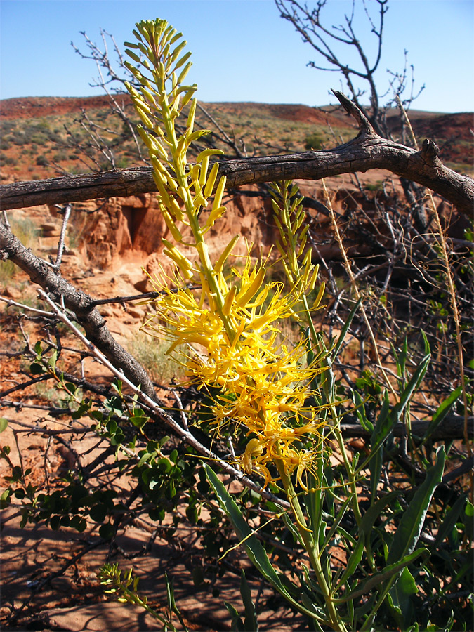 Stalk with yellow flowers