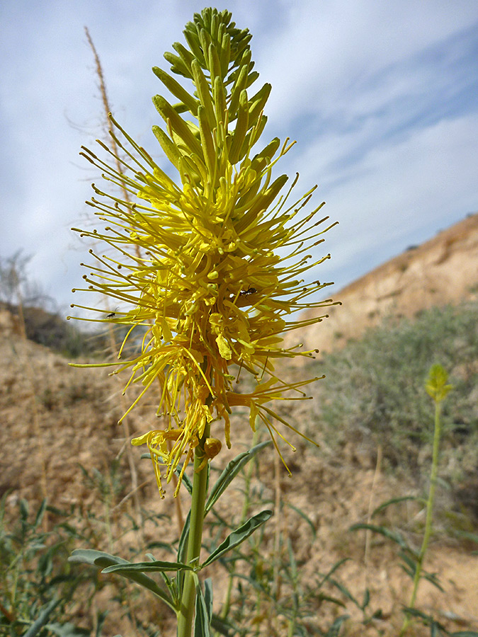 Long stamens