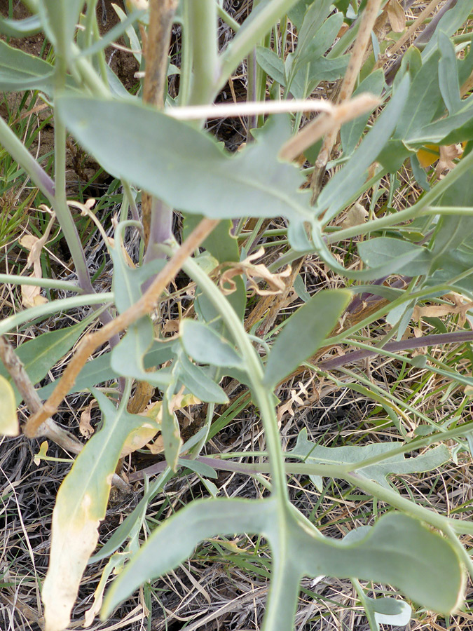 Grey-green leaves