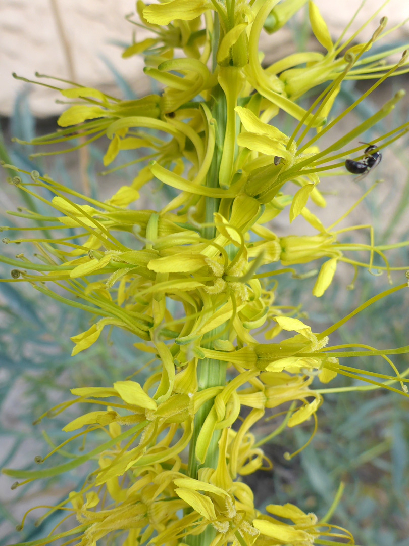Elongated flower cluster