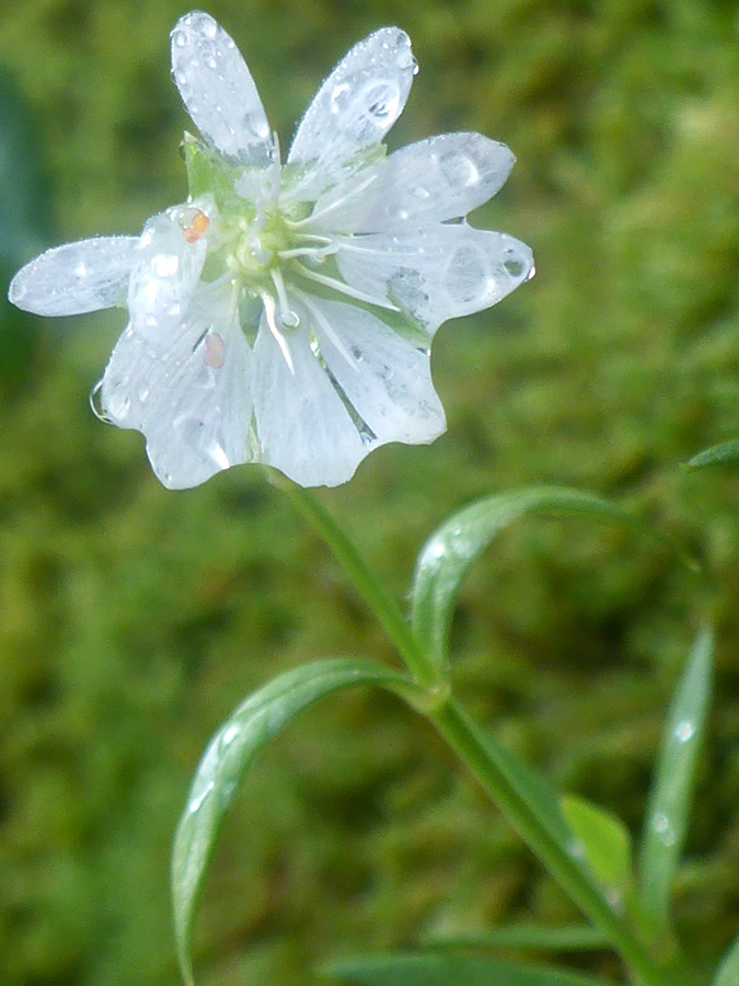 Raindrops on a flower