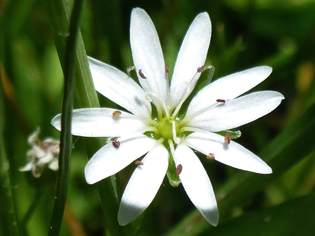 Deeply notched petals