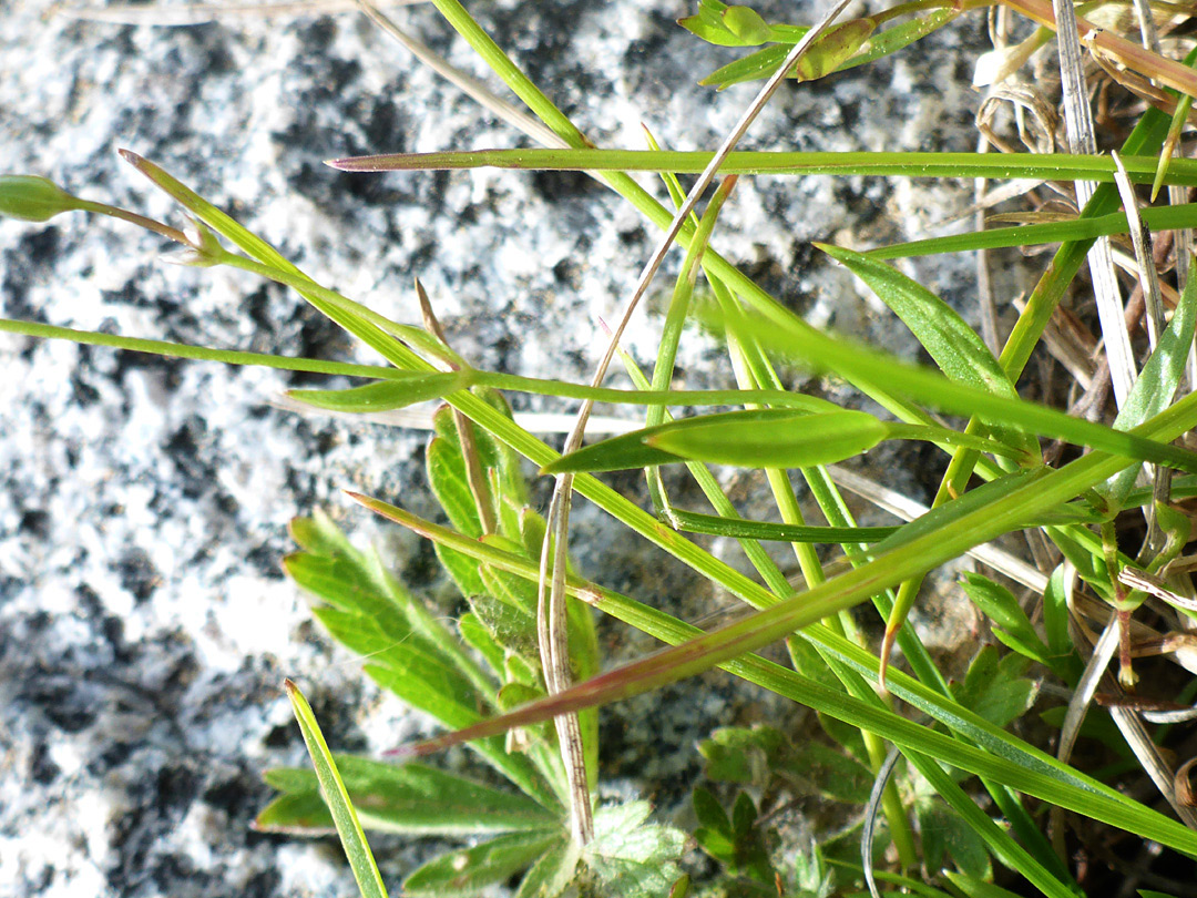 Light green leaves