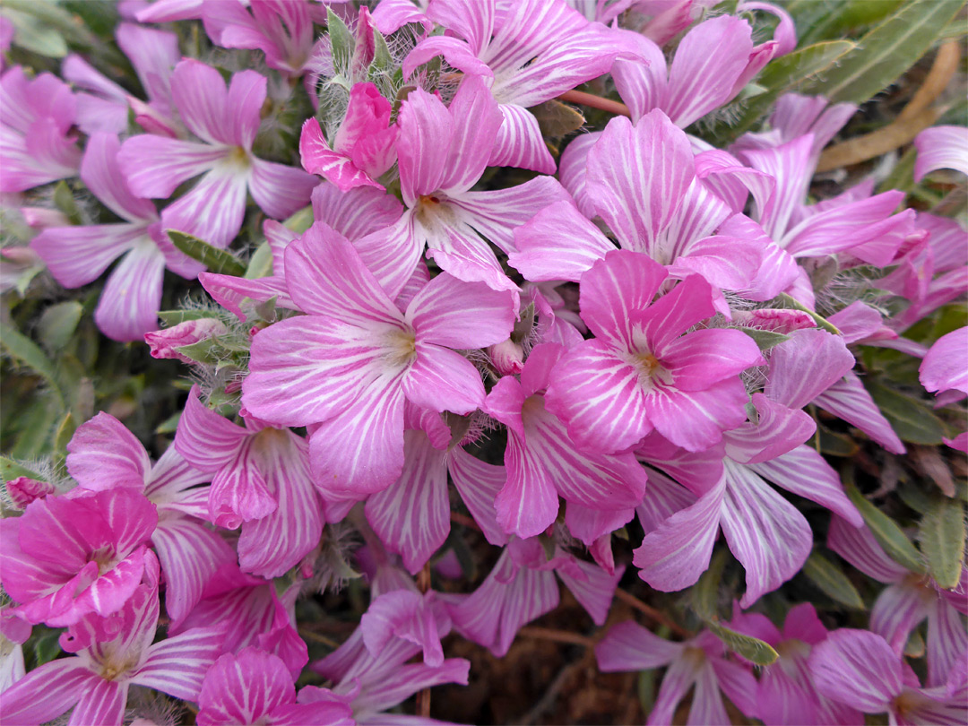 Pink and white flowers