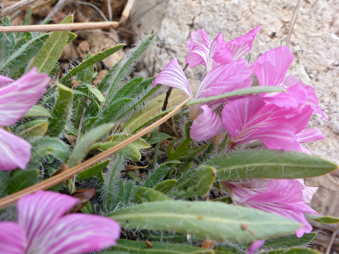 Hairy leaves