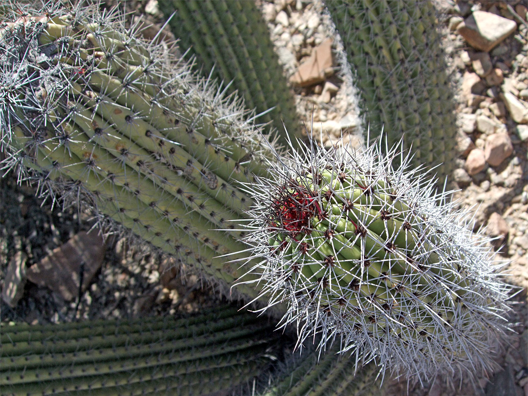 Stenocereus thurberi