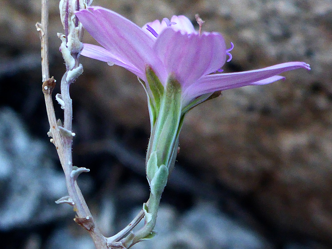 Florets and phyllaries