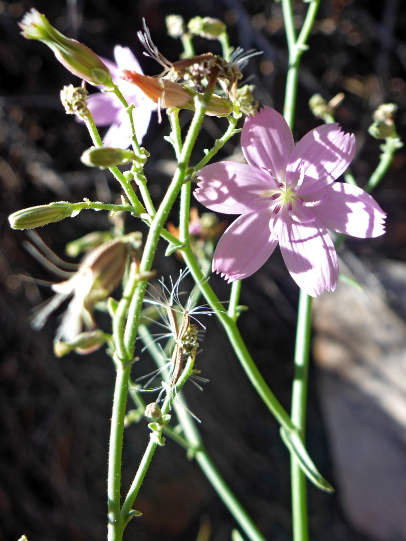 Branched stems