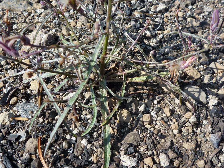 Narrow, toothed leaves