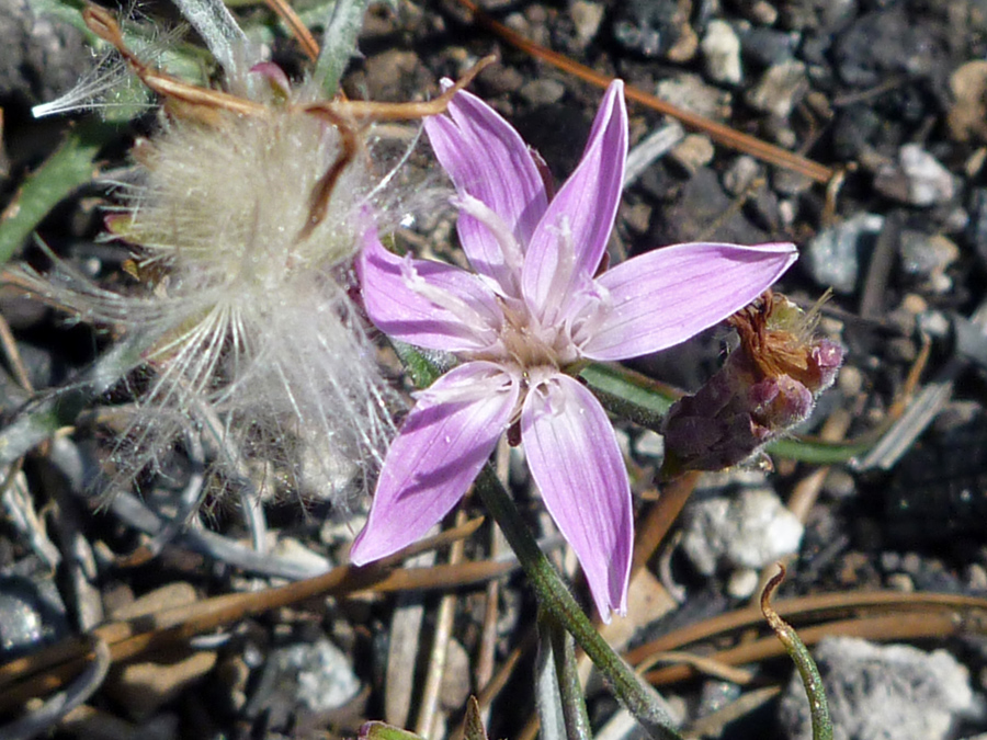 Flower and seeds