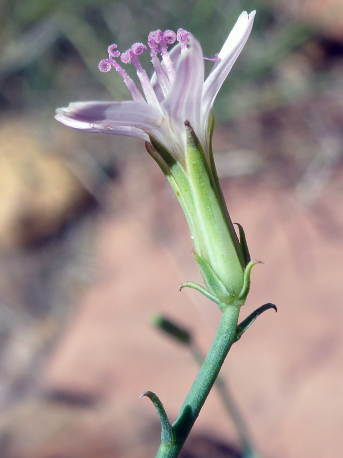 Phyllaries