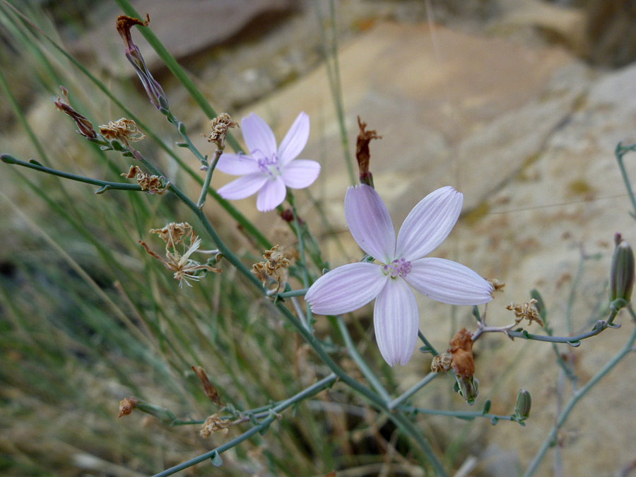 Flowers and stems