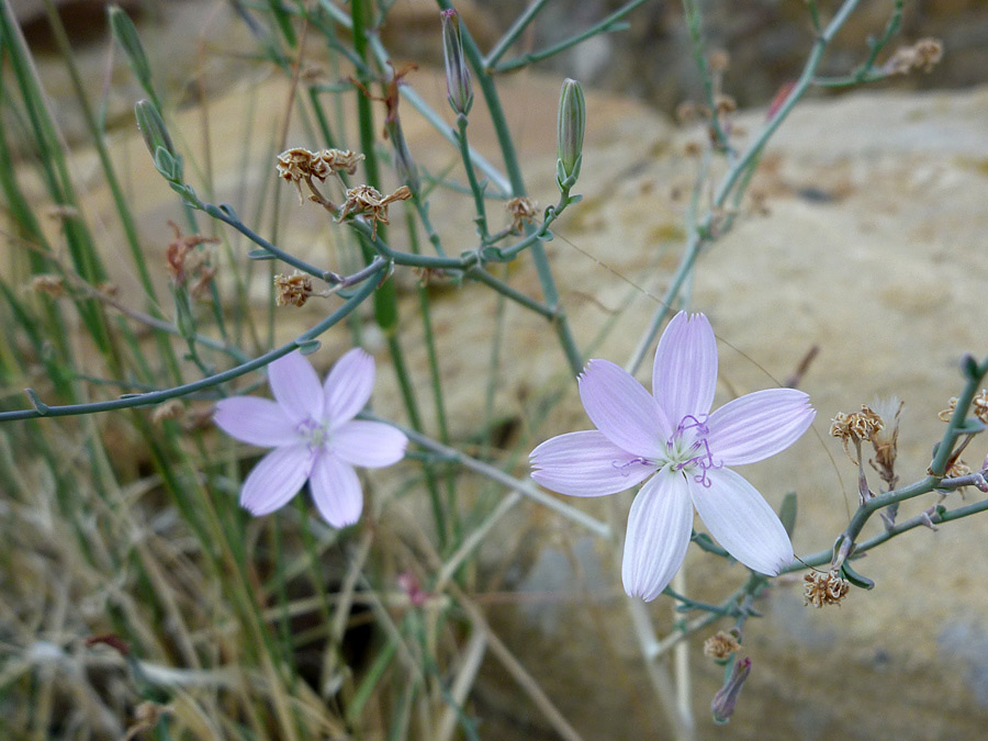 Flowers and buds