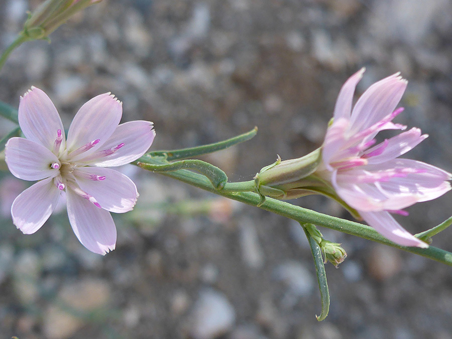 Two flowerheads