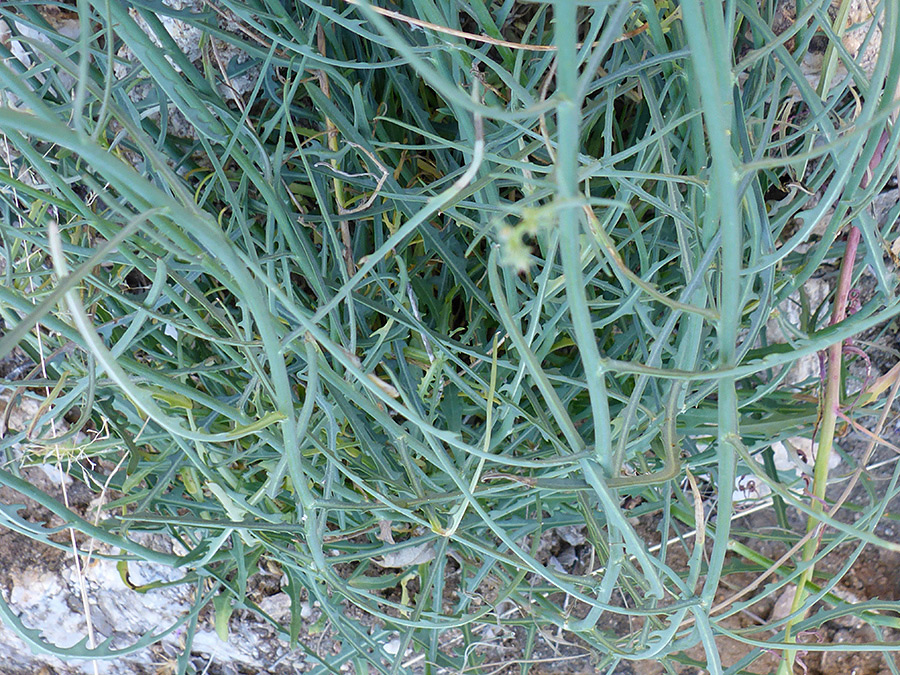 Tanged stems and leaves
