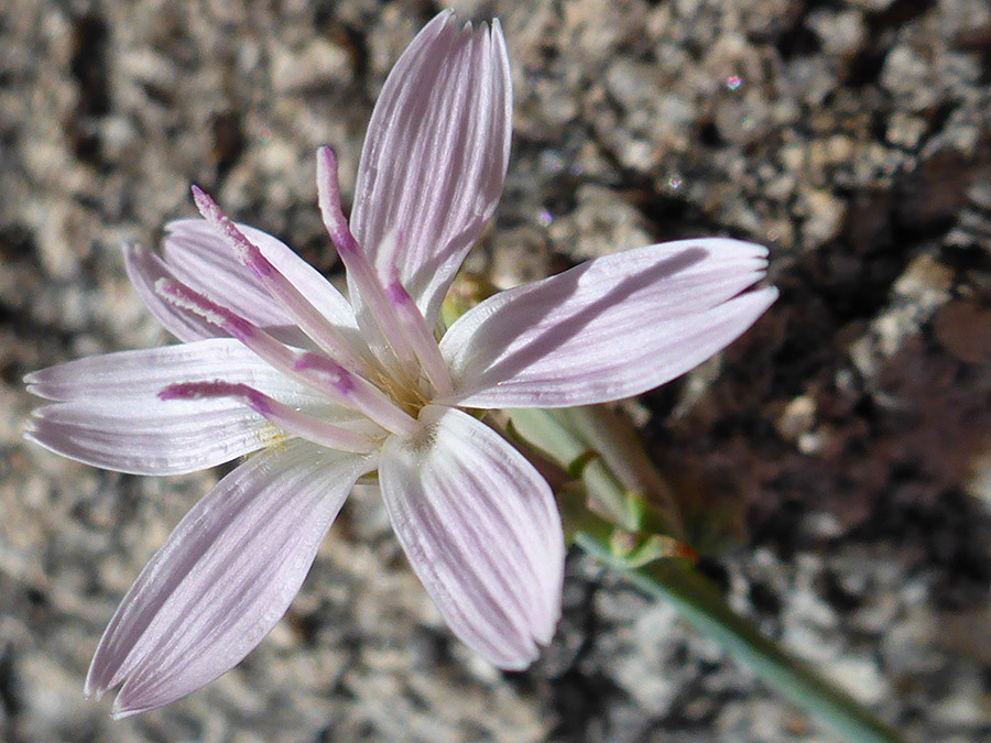 Protruding stamens