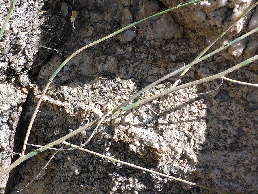 Leafless stems