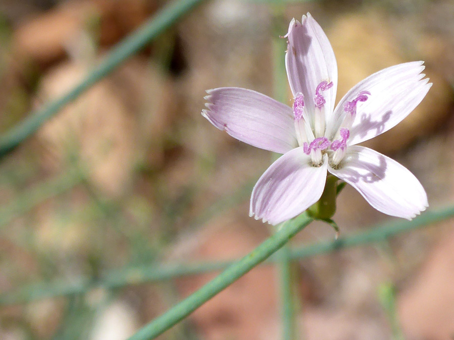 Five florets