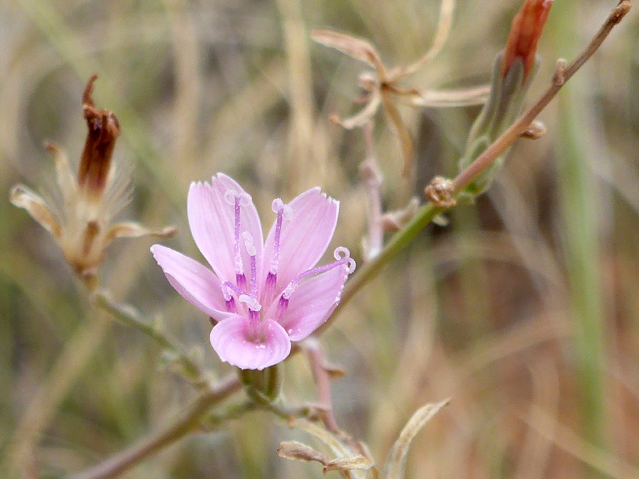 Pink flowerhead