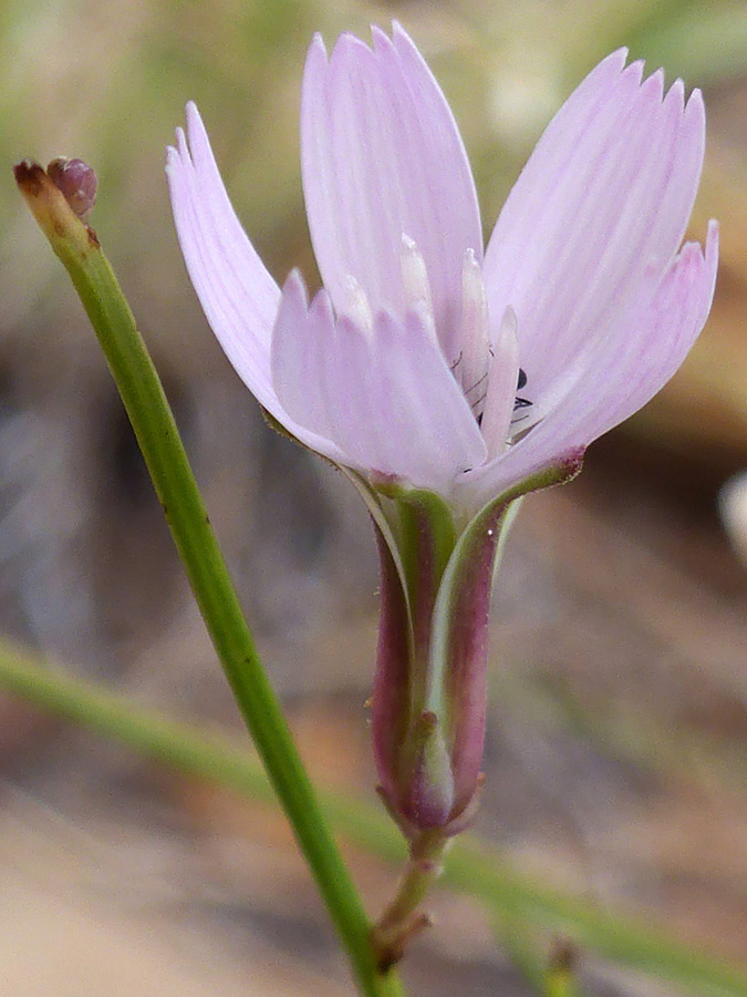 Purplish phyllaries